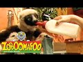 Zoboomafoo 122 Pets Full Episode Kids TV Shows