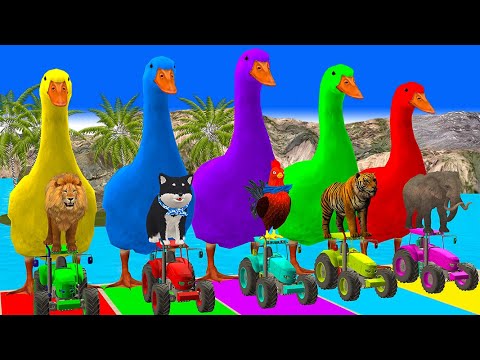 5 Giant Duck Cartoon,Cow,Elephant,Tiger,Lion,Dinosaur,Paint Wild Animals Crossing Fountain Animation