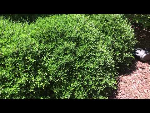 Plucking a Dwarf Yaupon