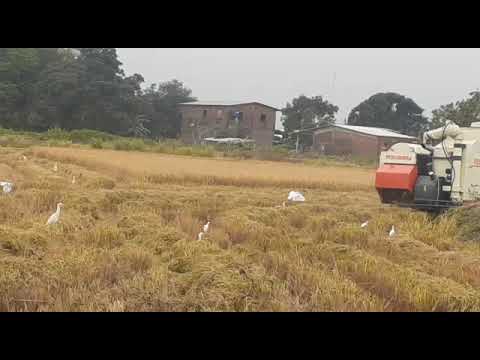 COSECHADORA FIELDKING - ECUADOR