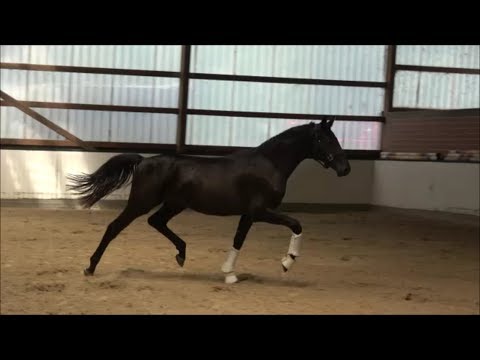 *2017 Hengst von Fürst Wilhelm