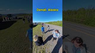 Denali on the Road to Fairbanks, Alaska on a Holland America Cruise Tour