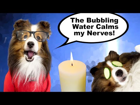 "Bubbling Water Calms my Nerves!" SPA Day? Cricket gets herself a PETLIBRO water fountain!! 💦🐶 e238