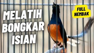 Download lagu MURAI BATU GACOR FULL ISIAN TEMBAKAN KASAR AMPUH MELATIH MURAI BATU BONGKAR ISIAN mp3