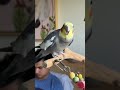 “I can bob my head better than you”-Yums #cockatiel #parrot #bird