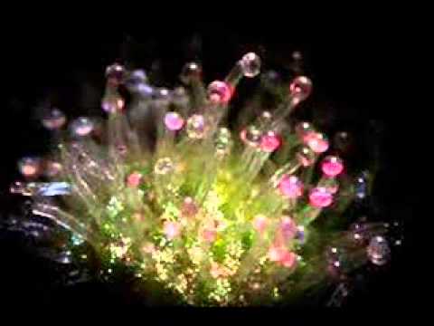 Lord Sativa - F.S.D. - 1. (F) MonkeyBitch