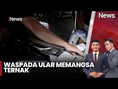Warga Tangkap Ular 3 Meter Hendak Mangsa Ternak di Kab. Bekasi | iNews Siang | 08/02