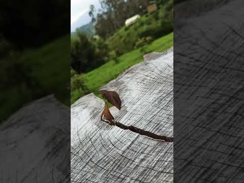 Maicol Muchavisoy - Nativo Sabedor