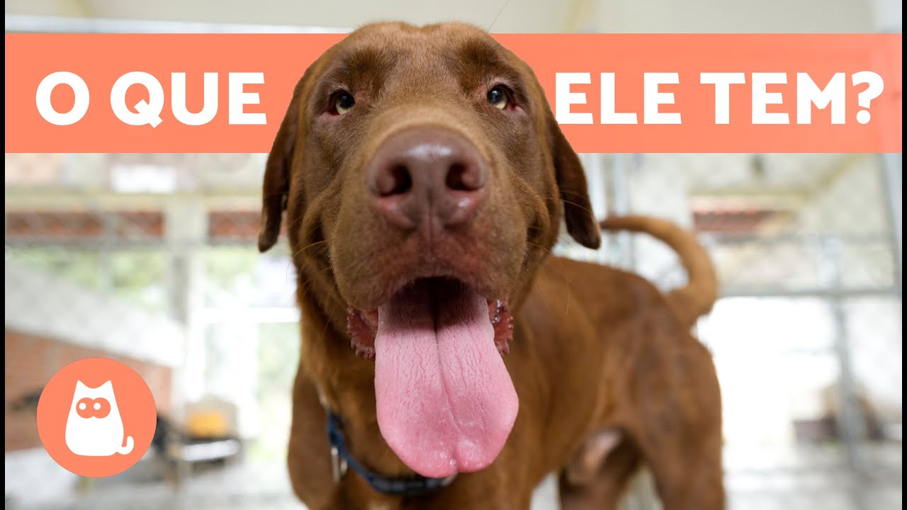 Watch Now Por que meu CACHORRO fica com a LÍNGUA DE FORA 🐶👅 (9 Causas e Soluções) Por que meu CACHORRO fica com a LÍNGUA DE FORA 🐶👅 (9 Causas e Soluções)