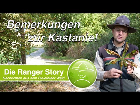 Bemerkungen zur Kastanie!
