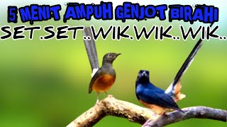 Download lagu 5 MENIT JEBOL BIRAHI MURAI BATU DENGAN PANCINGAN MURAI KAWIN PALING JERNIH mp3 Download lagu 5 MENIT JEBOL BIRAHI MURAI BATU DENGAN PANCINGAN MURAI KAWIN PALING JERNIH mp3