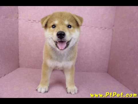 05/07赤色柴犬公幼犬(台南東區)