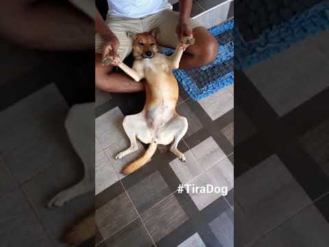 Dog  Show #01 - Tira Production