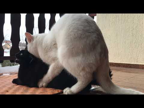 CATS MATE on Balcony  - Interesting SOUNDS #catsmate