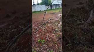 Download lagu pikat burung cici padi merah (salome) mp3