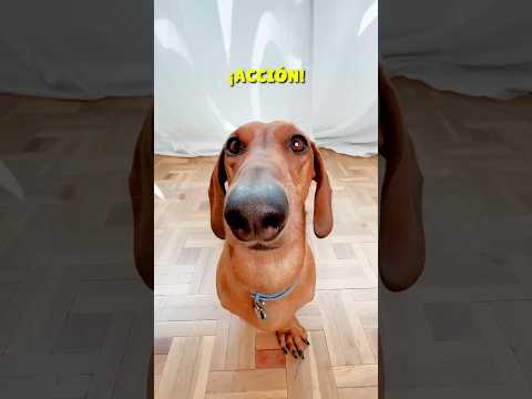 This is how they record me! 😍🎬 #dachshund #dachshund #shorts #reels #humor #dogs #viral #subscrib...