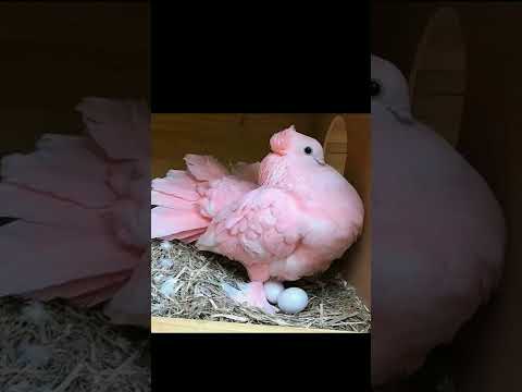 Top Beautiful Fantail Pigeons Collection ||#Short