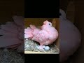 Top Beautiful Fantail Pigeons Collection Short