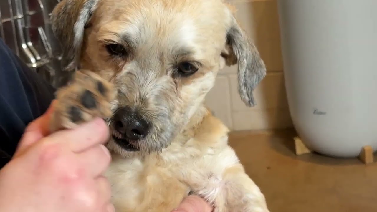 Enlarge Matcha: A Little Fighter with a Big Heart, an adopted mixed breed in Dublin, OH video 4/4