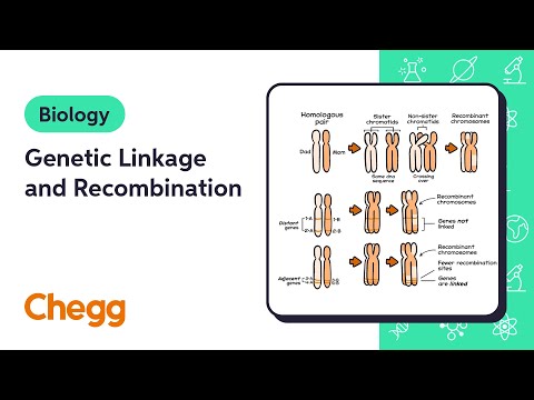 Genetic Linkage and Recombination | Biology