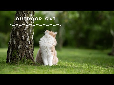 outdoor cats - outdoor cats - freezing artic temperatures.  how do they survive?