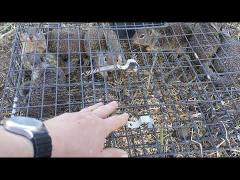 The Squirrelinator - How well does it work?