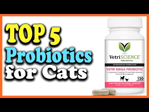 Top 5 Best Probiotics for Cats of 2021