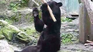 Kung Fu Bear Video