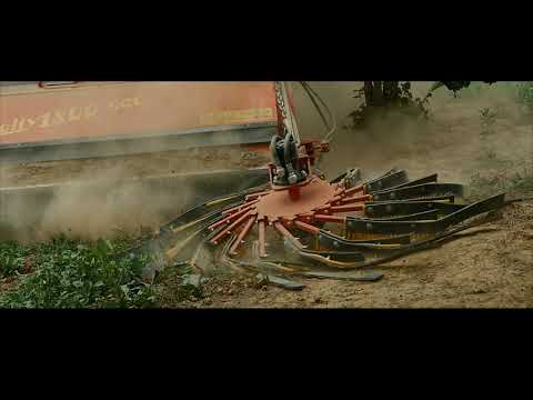 Vivai Nicola, dal 1922 vivaista specializzato nella produzione di piante di nocciolo.