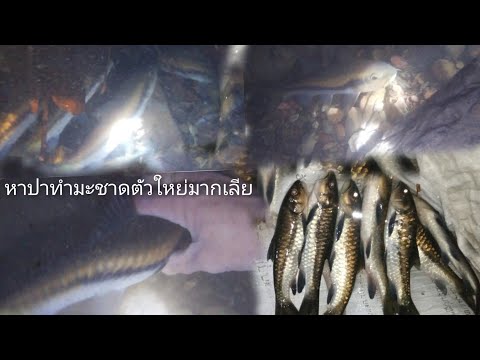 ไปหาปาสองกันเดีเพื่อนเพื่อน ep:85