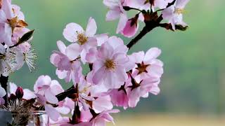 Download lagu Background Video Bunga Sakura Tertiup Angin | Sakura Flower mp3 Download lagu Background Video Bunga Sakura Tertiup Angin | Sakura Flower mp3