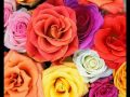 RPWL - Roses 