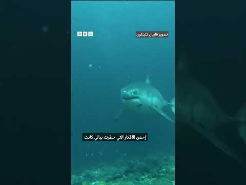 فيديو | غواص يواجه قرشاً أبيضاً كبيراً وجهاً لوجه