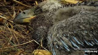 Decorah North Nest 4-18-24, Ultra closeups, pinfeathers, sweet faces