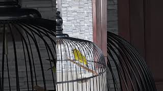 Download lagu Pleci Gaza nembak sejalur panjang#shorts mp3 Download lagu Pleci Gaza nembak sejalur panjang#shorts mp3