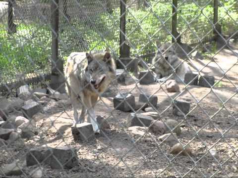 Wildpark Lüneburger Heide 01-05-2011