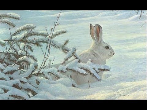 #46 -  Winter Snowshoe Hare by Robert Bateman