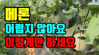 올해는 메론 1줄기 5개 키워요, 메론 순치는 방법, 병충해 예방법