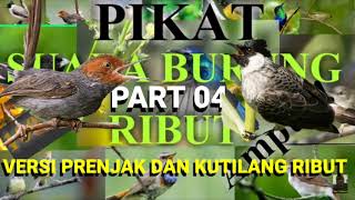 Download lagu SUARA BURUNG RIBUT PART #04 || KOMBINASI SUARA PRENJAK DAN KUTILANG TERNYATA LEBIH AMPUH! mp3 Download lagu SUARA BURUNG RIBUT PART #04 || KOMBINASI SUARA PRENJAK DAN KUTILANG TERNYATA LEBIH AMPUH! mp3
