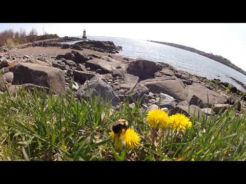 Bee Pollinating a Dandelion on Winter Island, Salem, Mass.