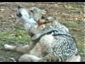 Largest Wolf Howl Puma Bobcat Timber Mexican ...