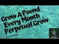 How to  Grow A Pound A Month Cannabis Perpetual Grow Octopots by Octogrower