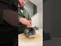 Chinchilla taco