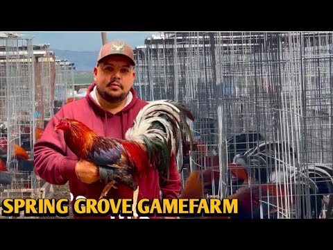 Yellow leg hatch Grey Albany - SPRING GROVE FARM