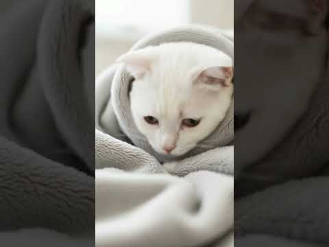 #DreamScreenAI #cat #whowillbemylifepartnerta #cutecat #cute #mio #like #minecraft #herobrinegamerz