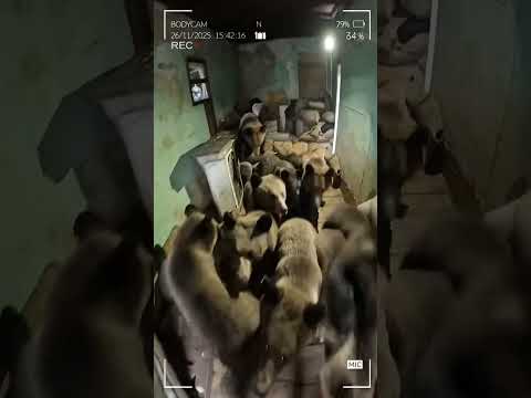 Casă plină de urși / House Full of Bears (AI)