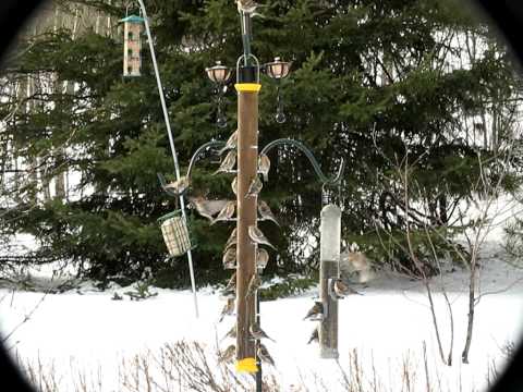 Redpolls at feeder!
