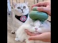 Demasiao Fuelte | Me cago de la RISA CON LA CARA DEL GATO  😹😹 | #shorts #Humor #Memes #Viral #gatos