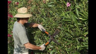 Correct Pruning of Oleander