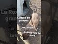Sp American Bully’s razor edge blood